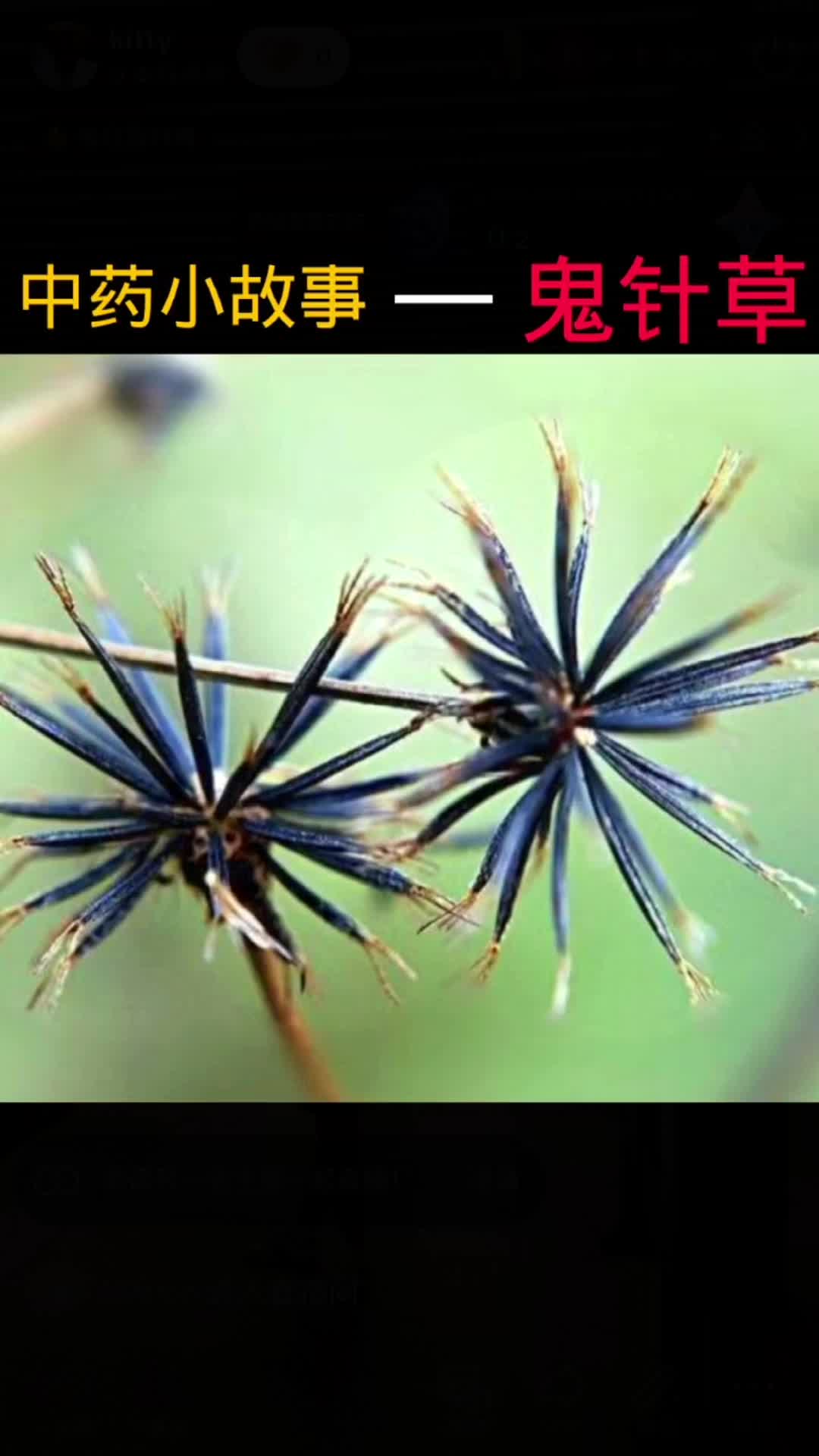 @laotang中医世家