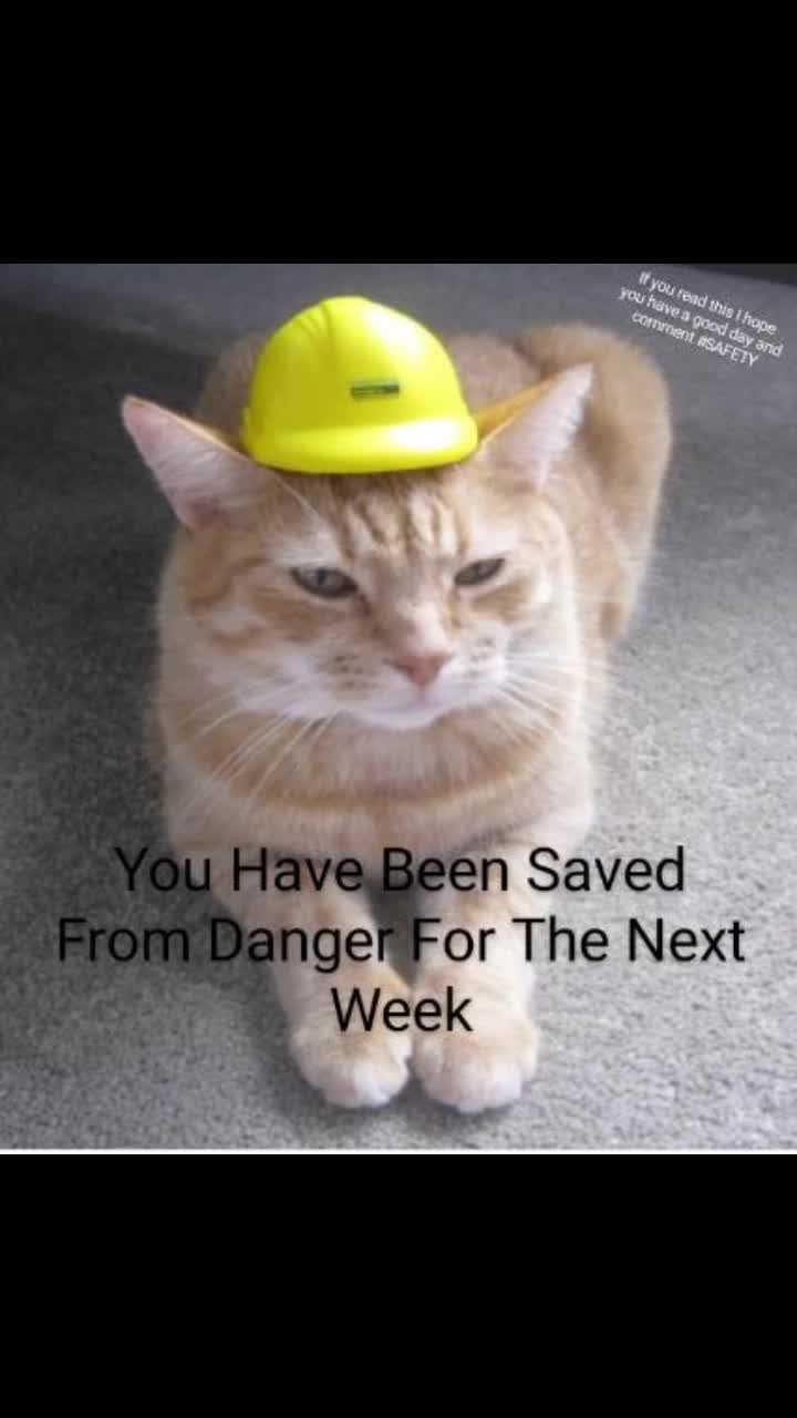 @Safety Cat