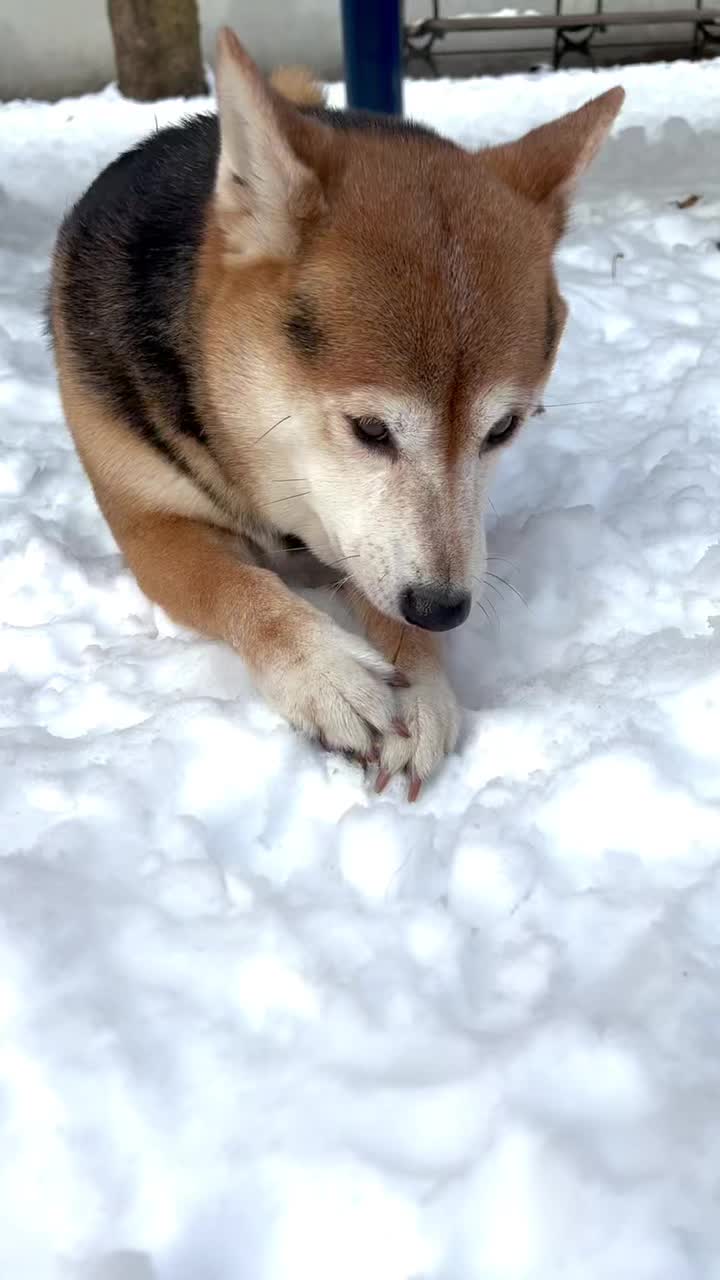 @Akitas.shiba.w