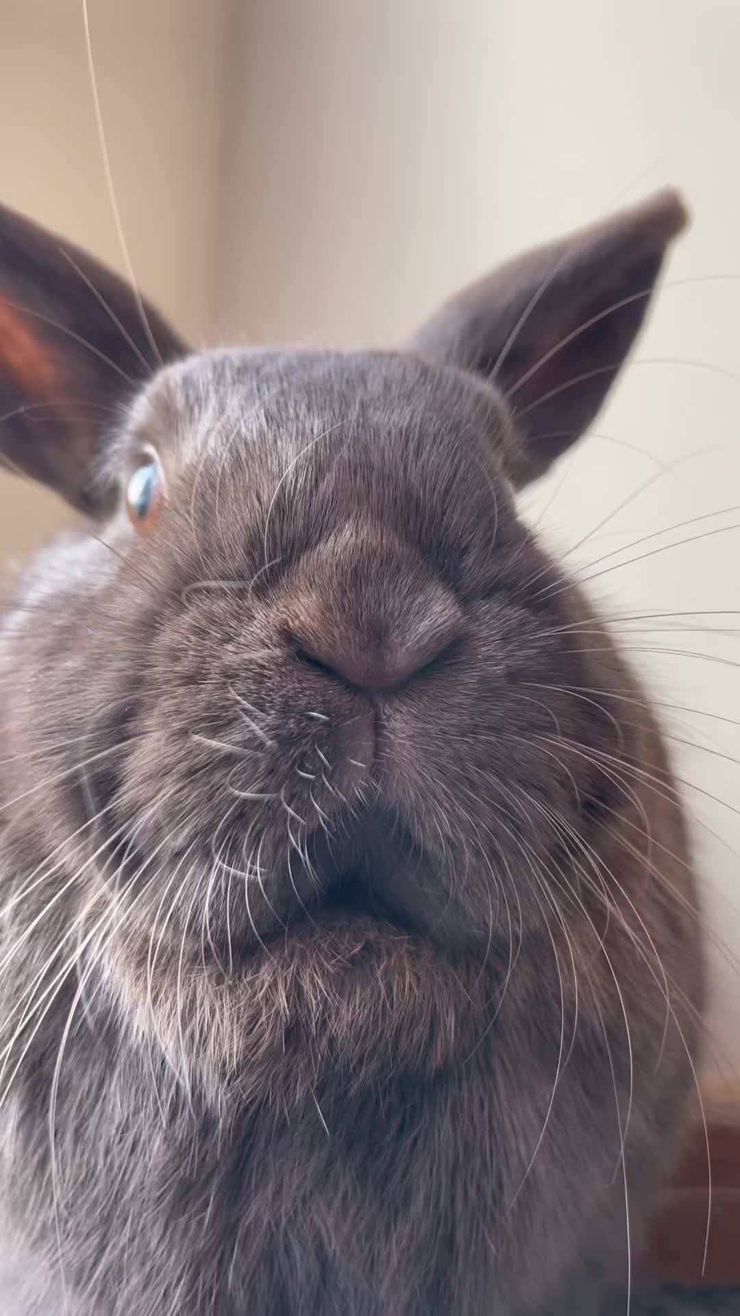 @Bunny rabbit chocolate 🍫