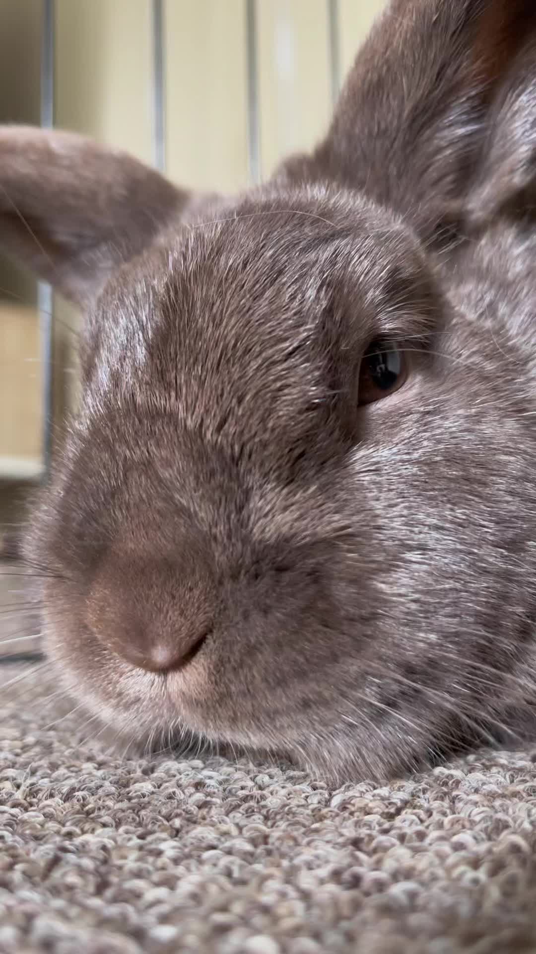 @Bunny rabbit chocolate 🍫