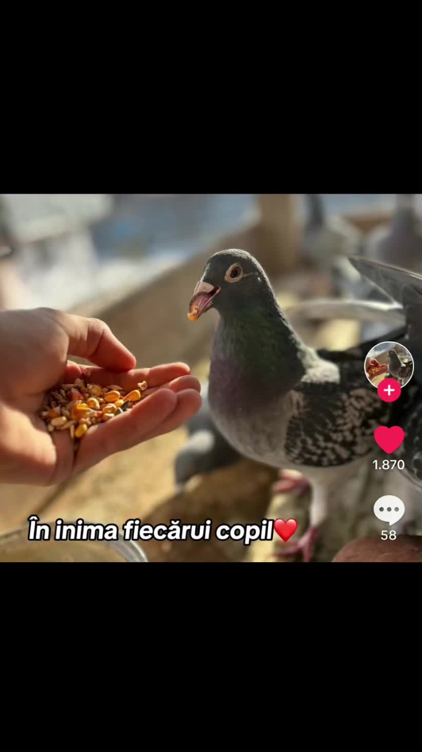 @Adrian Burtea