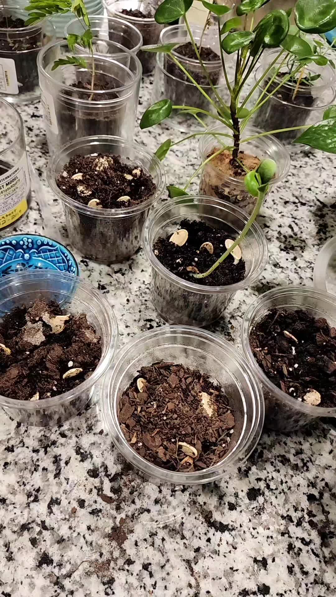 @addysraccoonnest