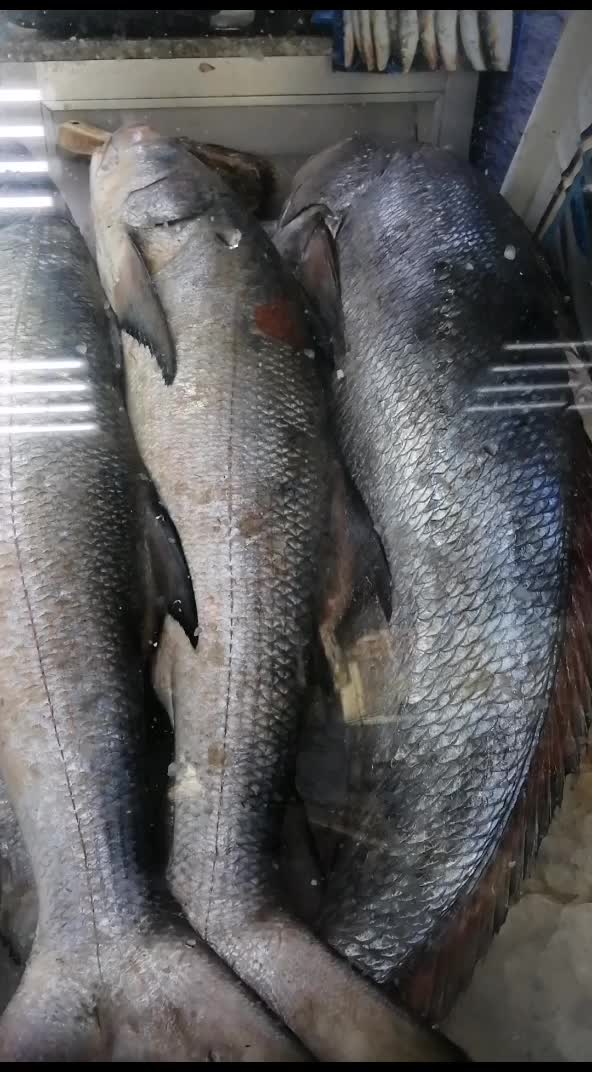 @fish mart@007