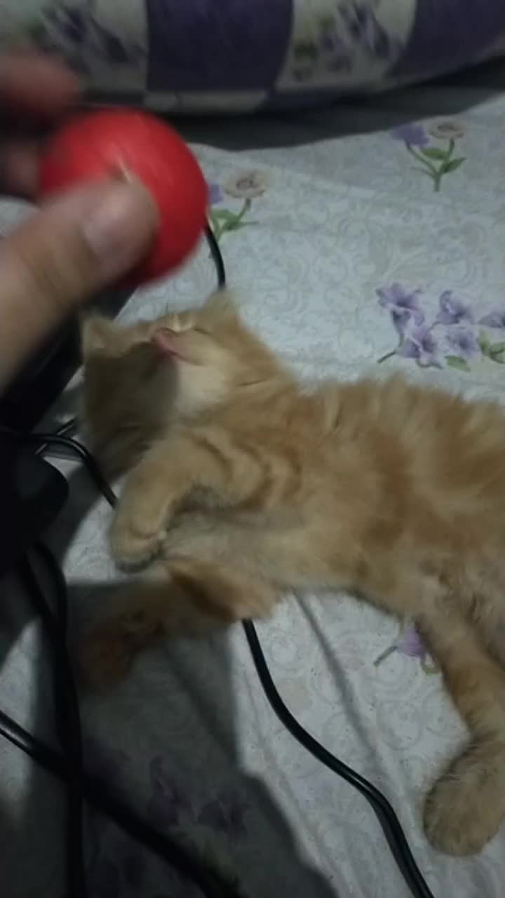 @humzaib