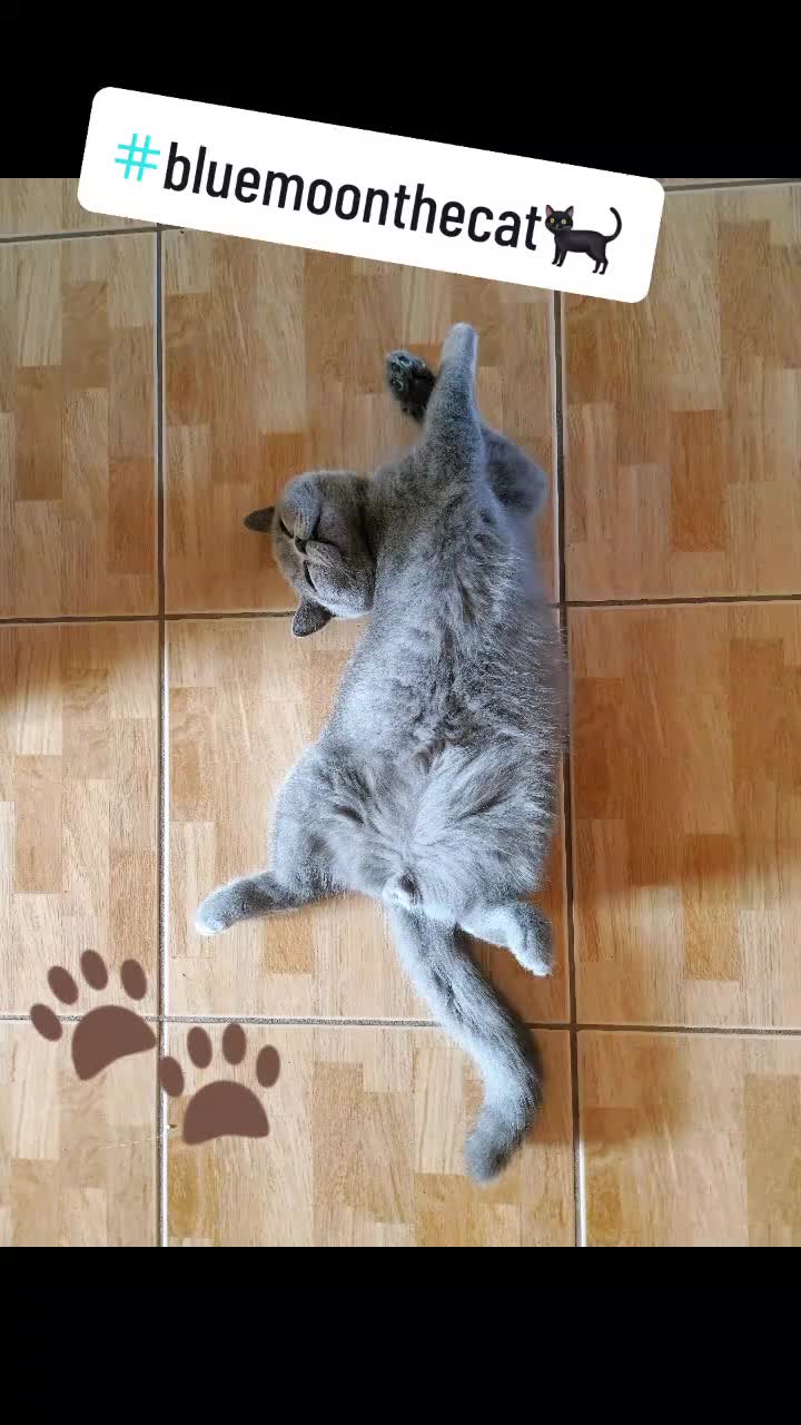 @bluemoonthecat