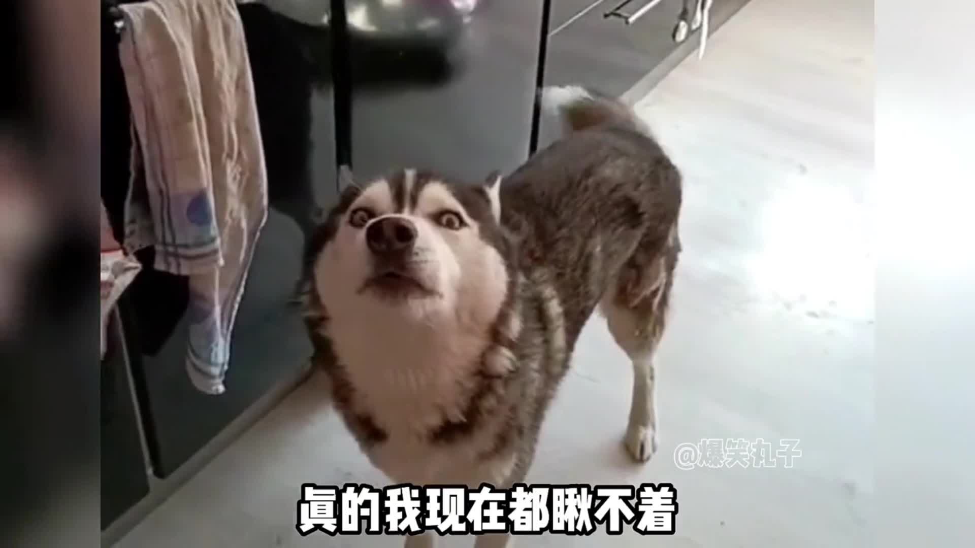 @Yêu thú cưng