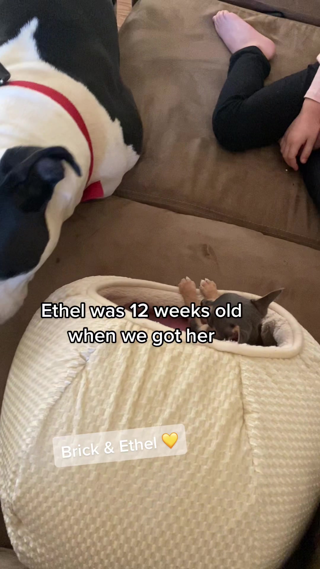 @Ana 💛 | Brick•Ethel•Lady 🐾