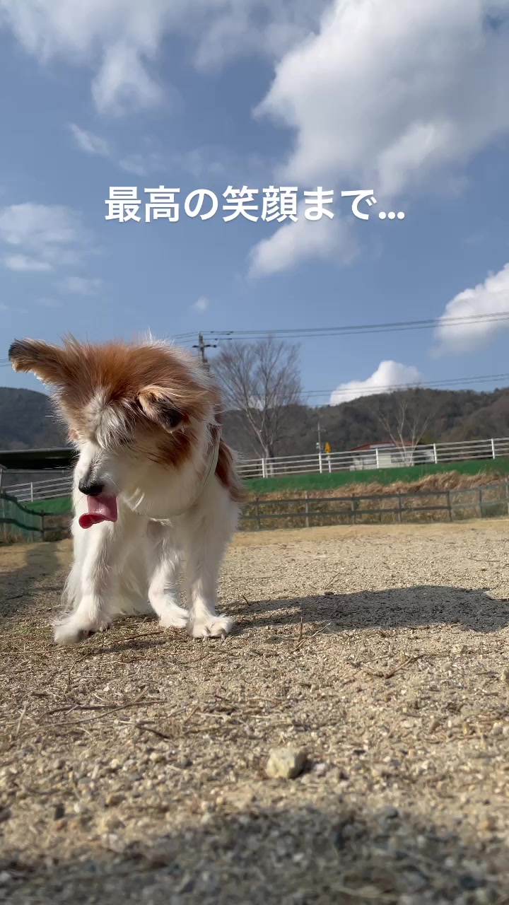 @みゆといぬ。