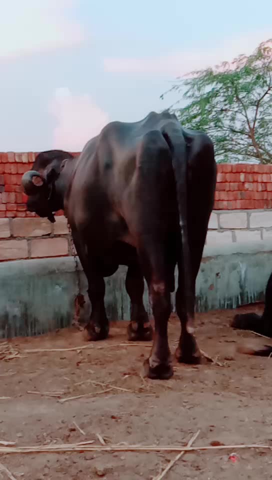 @કેશુભાઈ વાધેલા