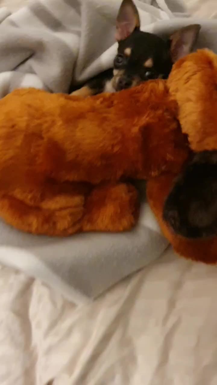 @Paco.the.Chihuahua