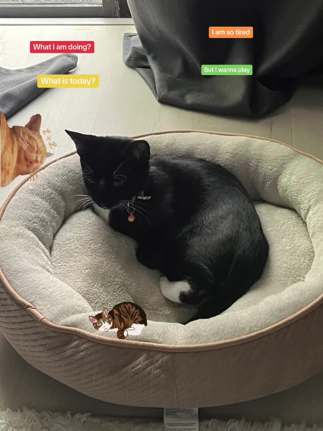 @Ryugyu Cat