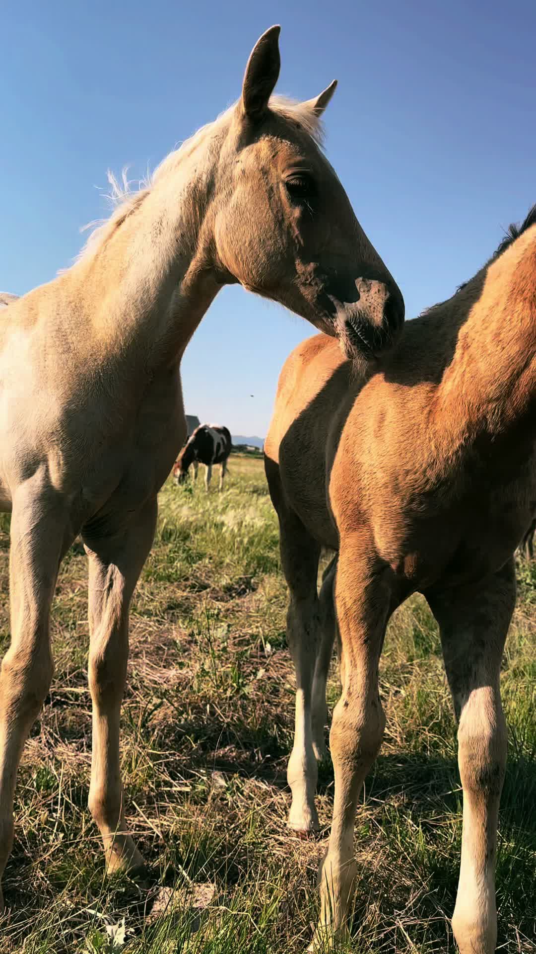@Secret Springs Ranch