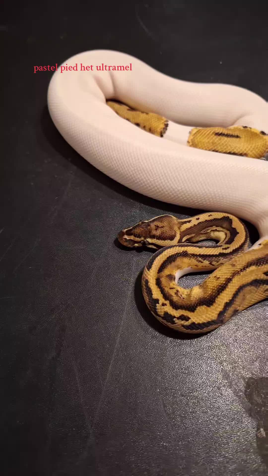 @⛓️🐍Syntr(CRR)🐍⛓️