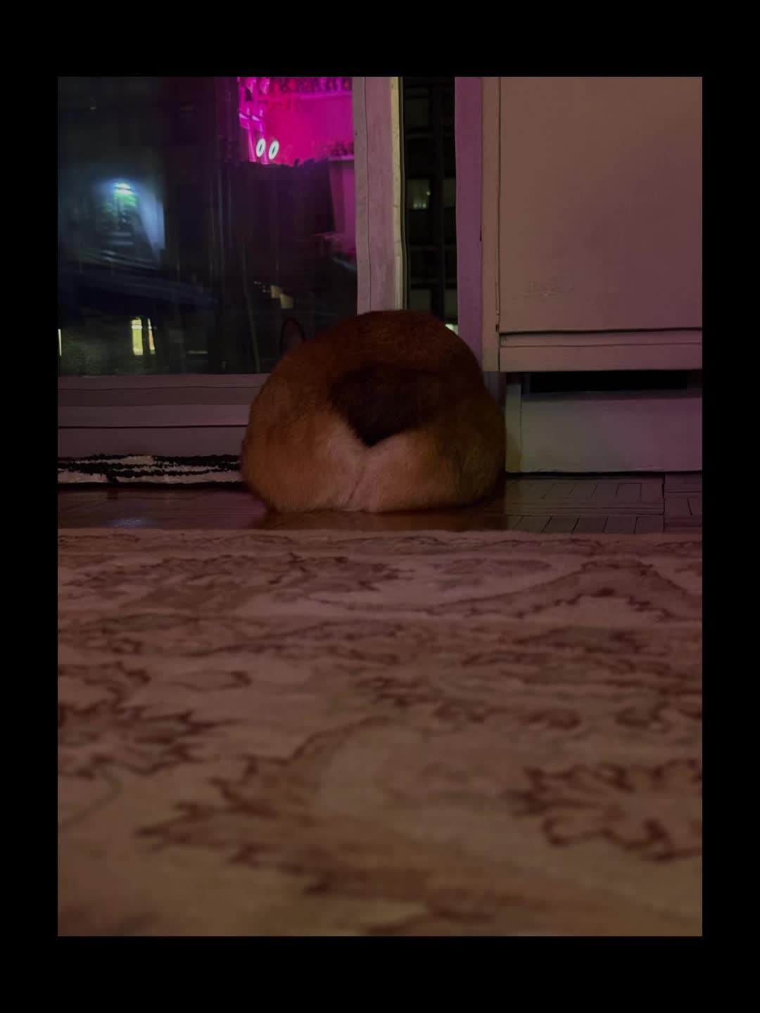 @Ollie The Corgi