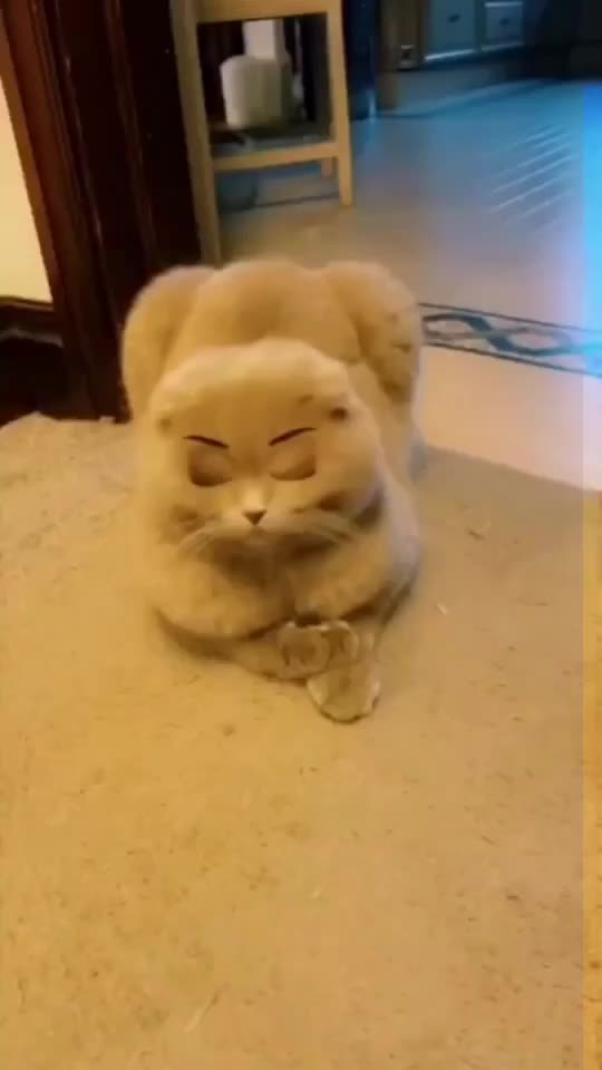 @cutecatterr