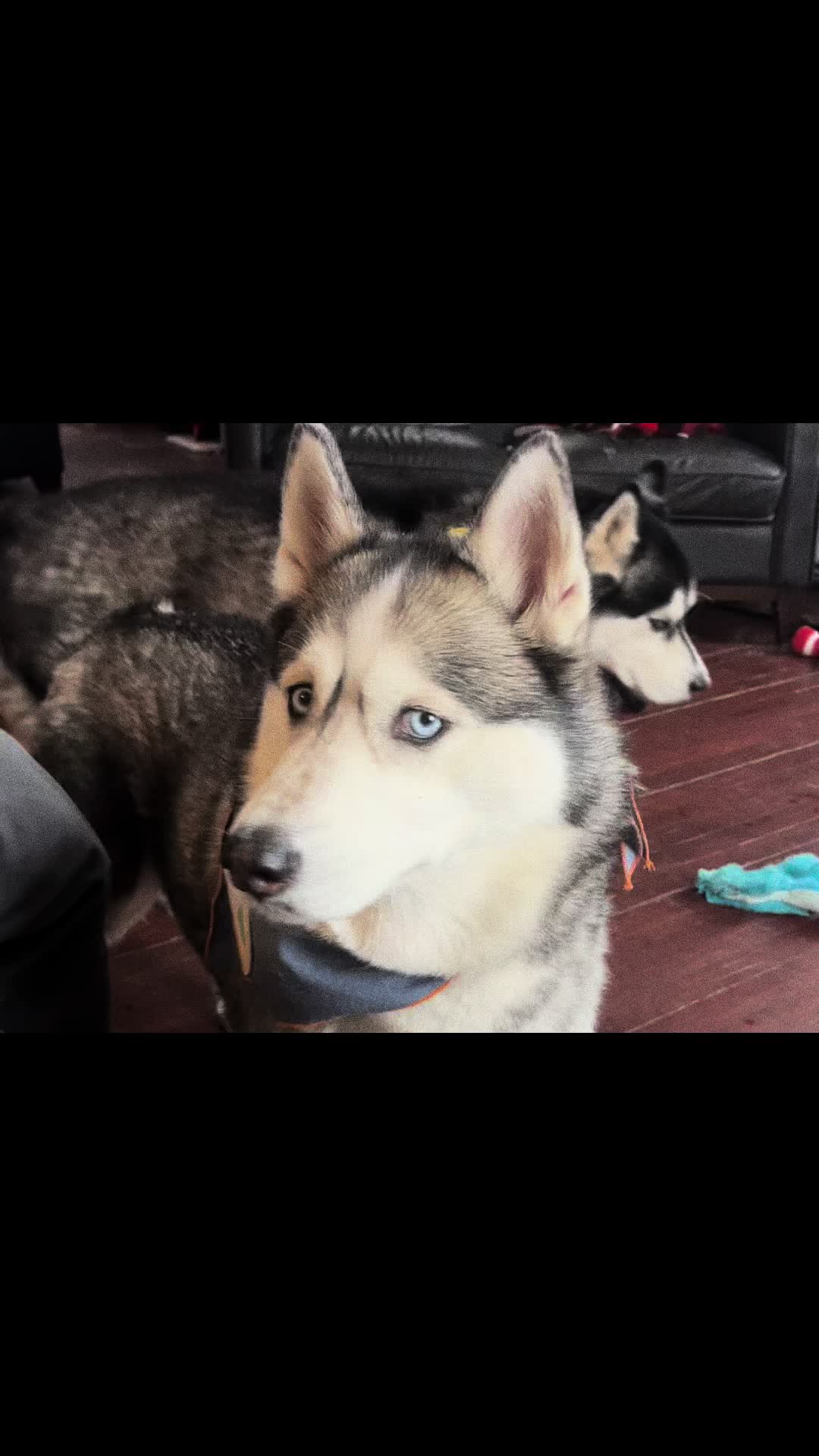 @Husky 6 Pack