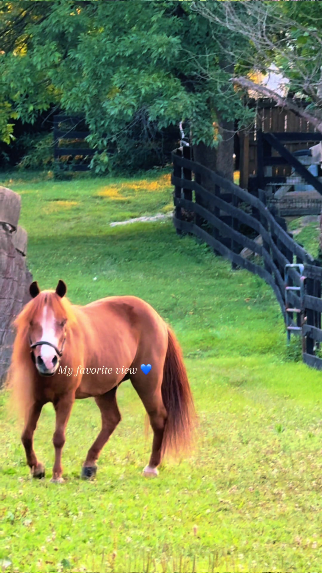 @Sarah & Patrick The Mini Horse