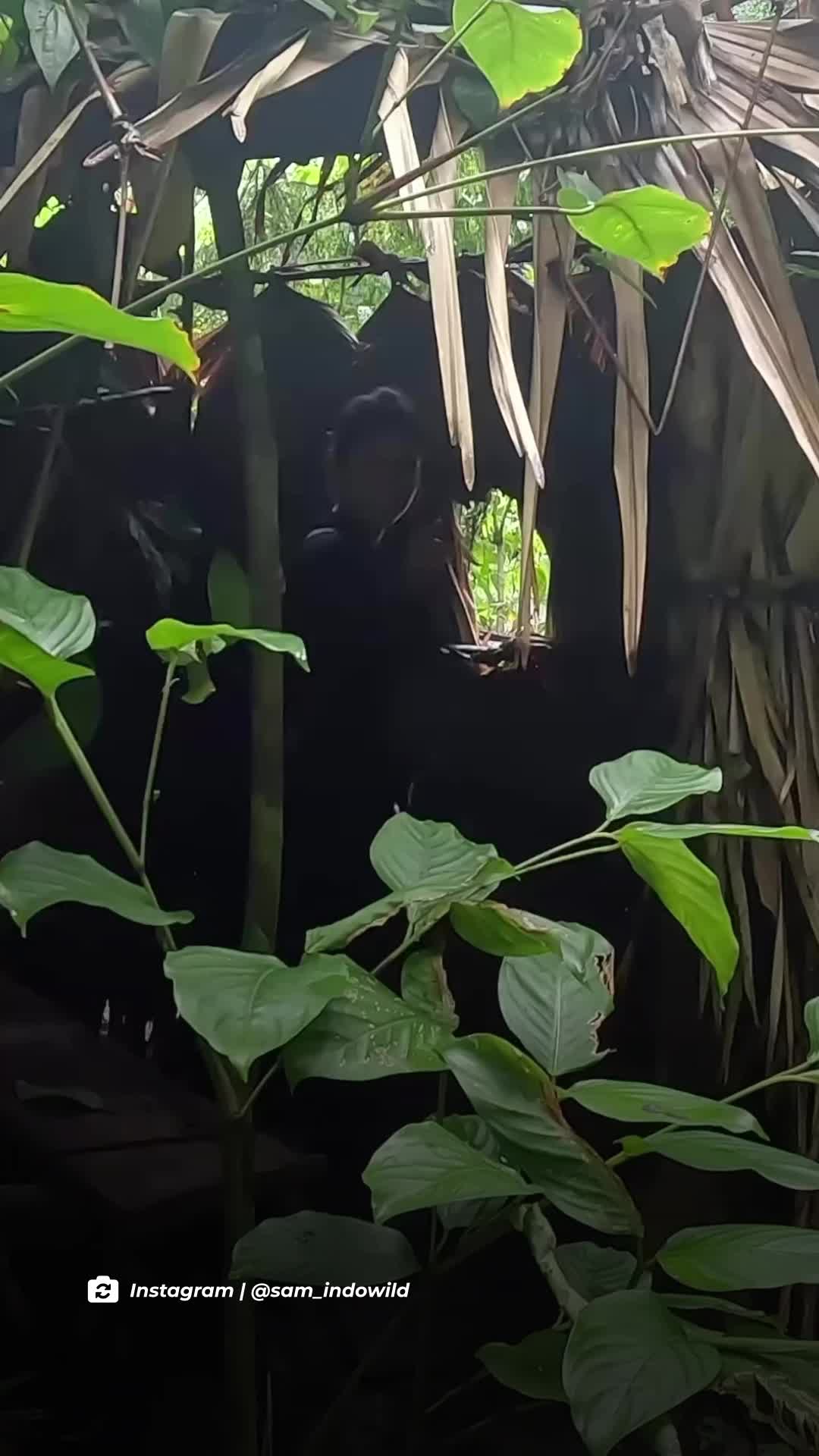 @mongabayindonesia