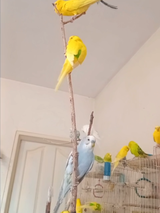 @Budgies108