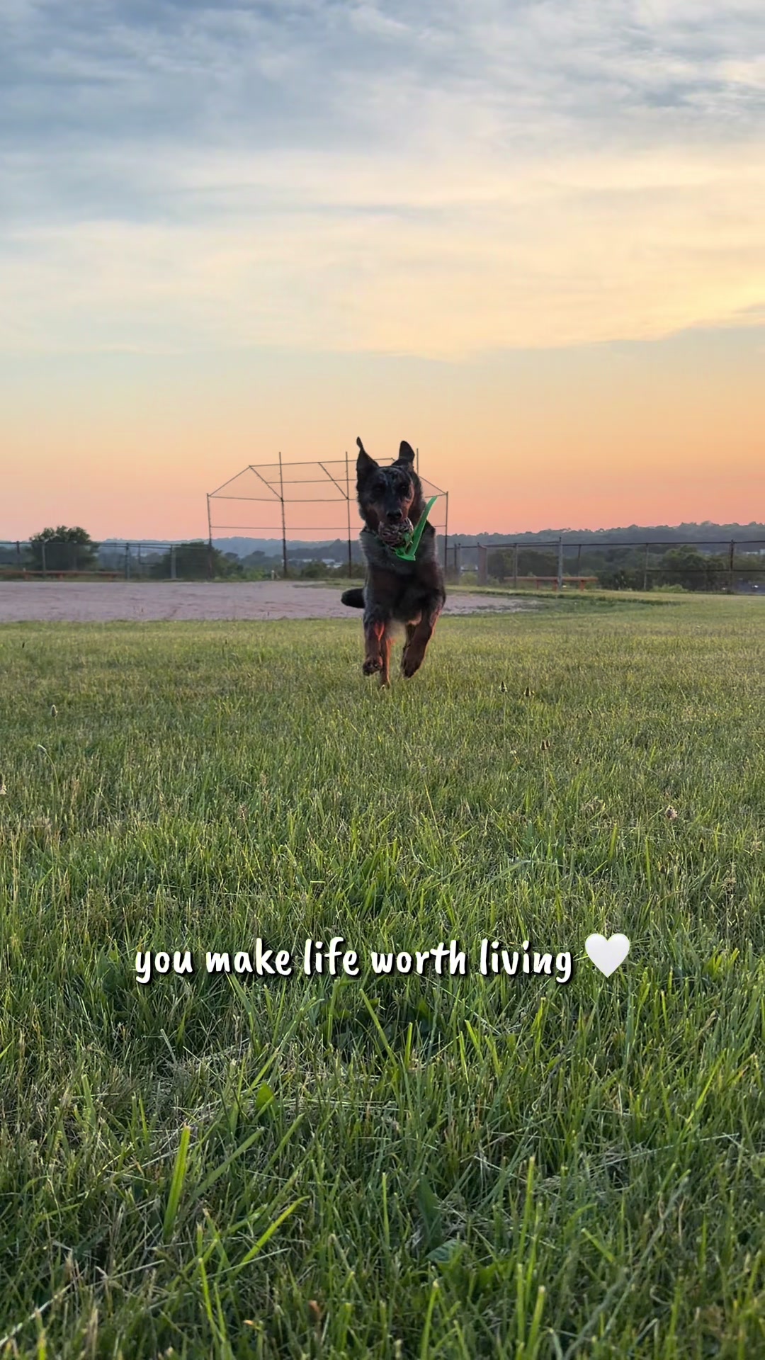 @valkyrie.the.beauceron
