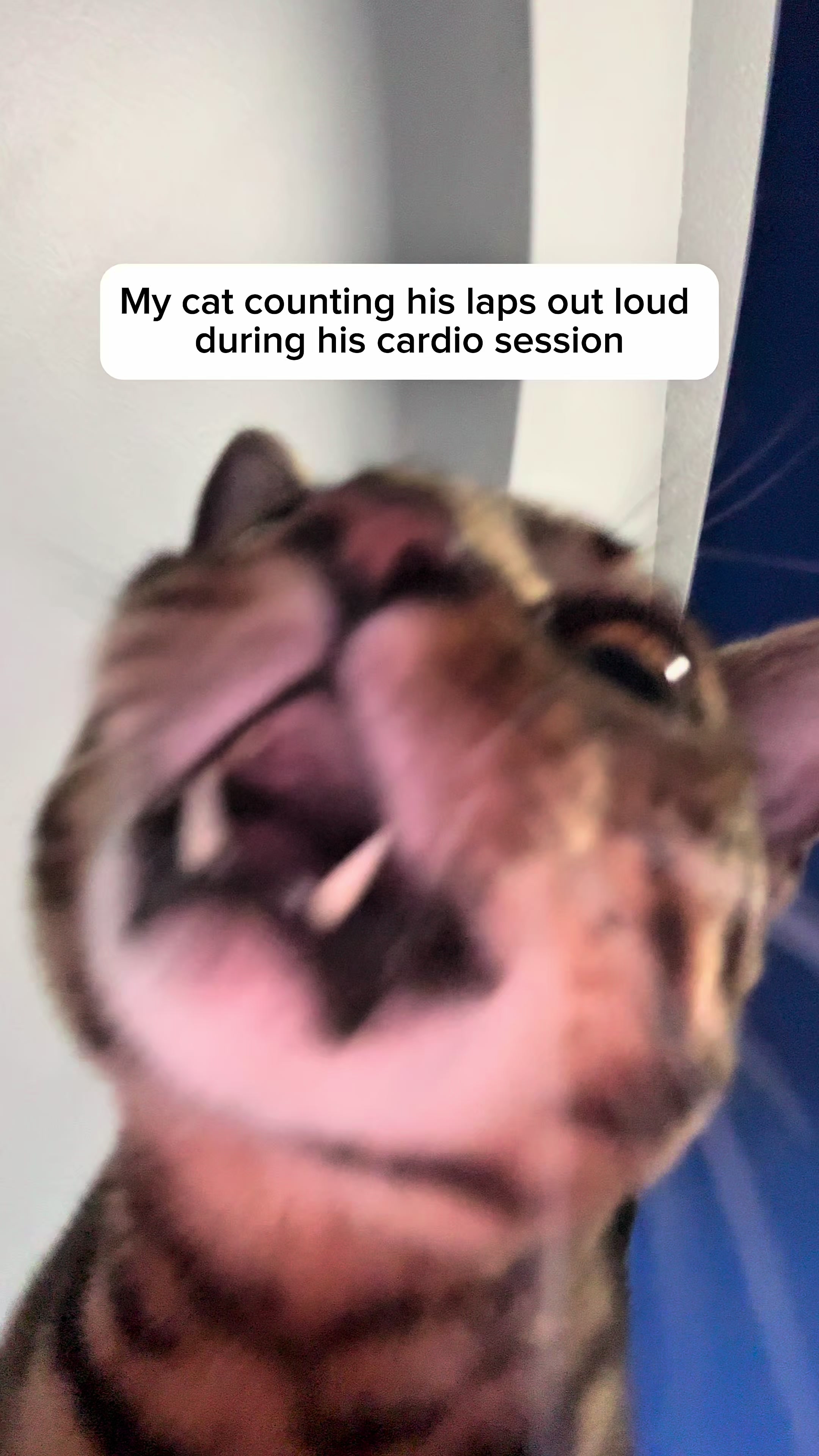 @Three Nawty Cats