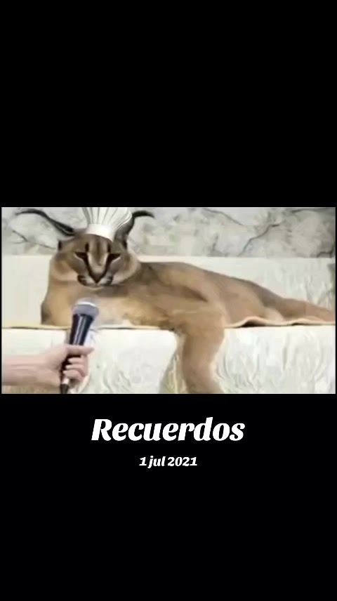 @negtt