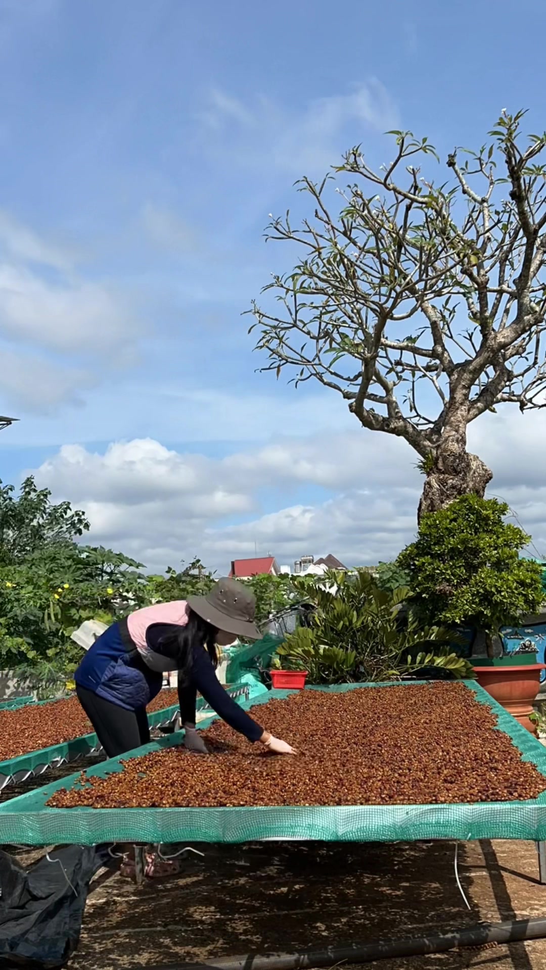 @LIKE COFFEE FARM