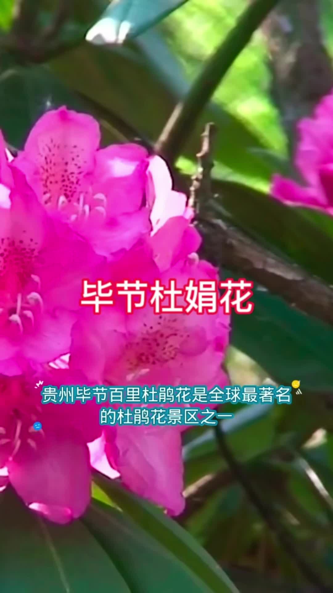 @an95999