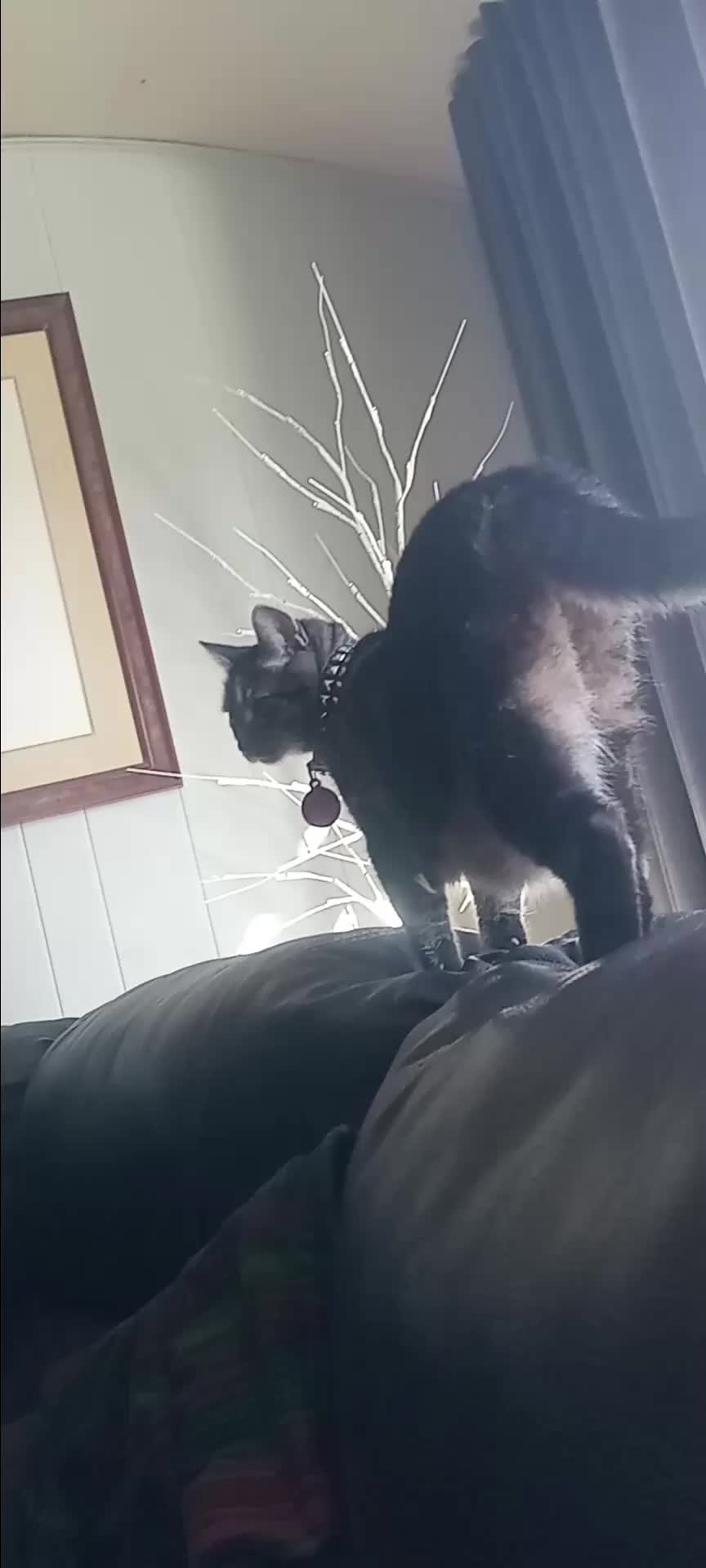 @Relaxcat_Tigerjames