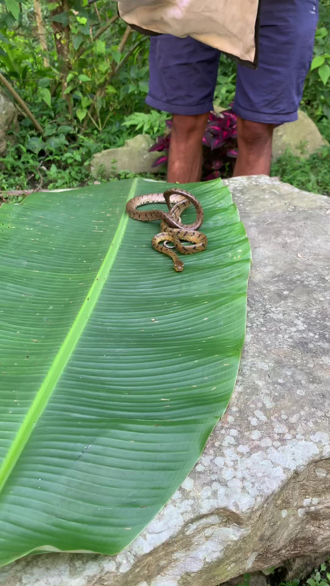 @Sudip Koirala