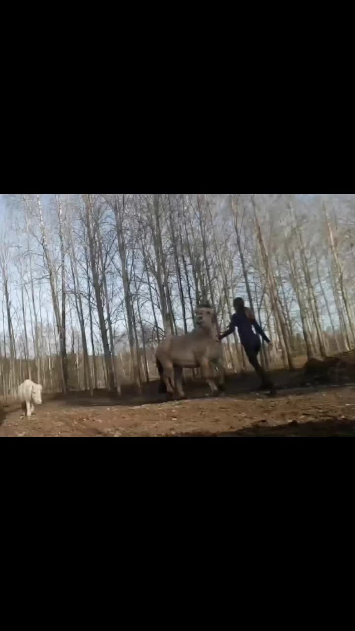 @🤠💛🦬𝐂𝐚𝐣𝐬𝐚🦬💛🤠