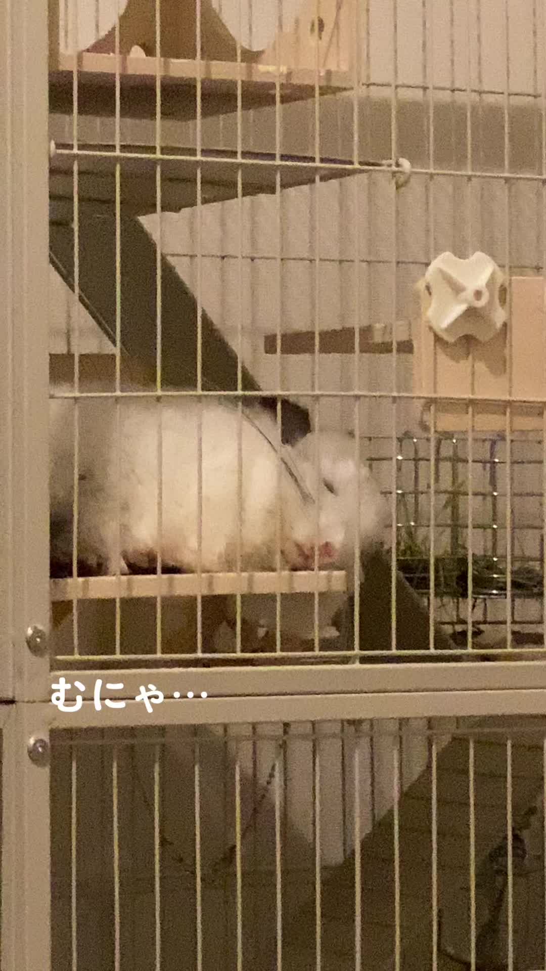 @アンゴラチンチラの雨くん