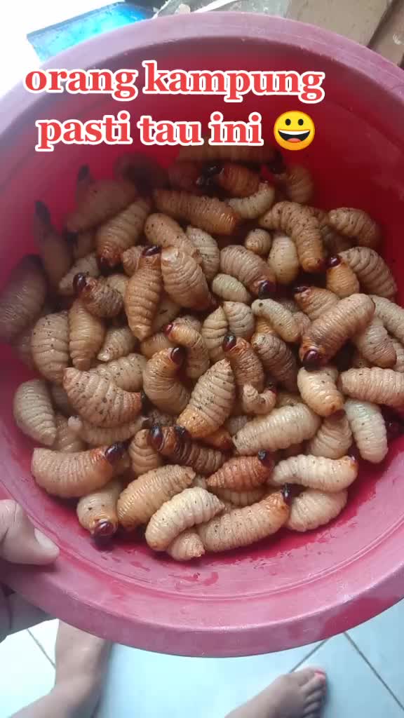 @๐ TiberGi ๐