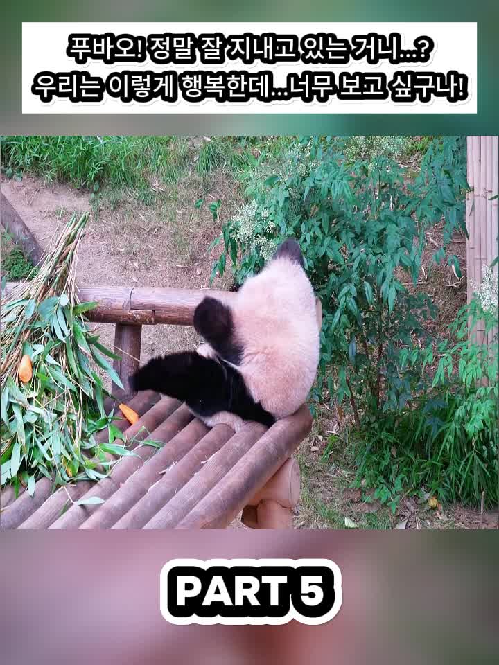 @Fubao Cute