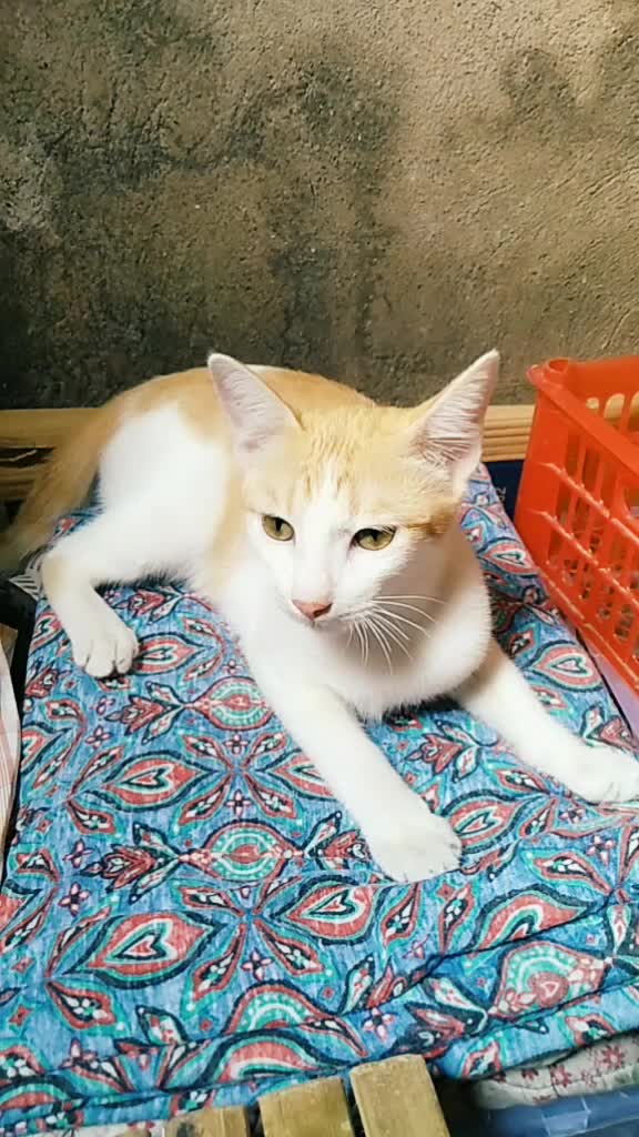 @sny meow🐈
