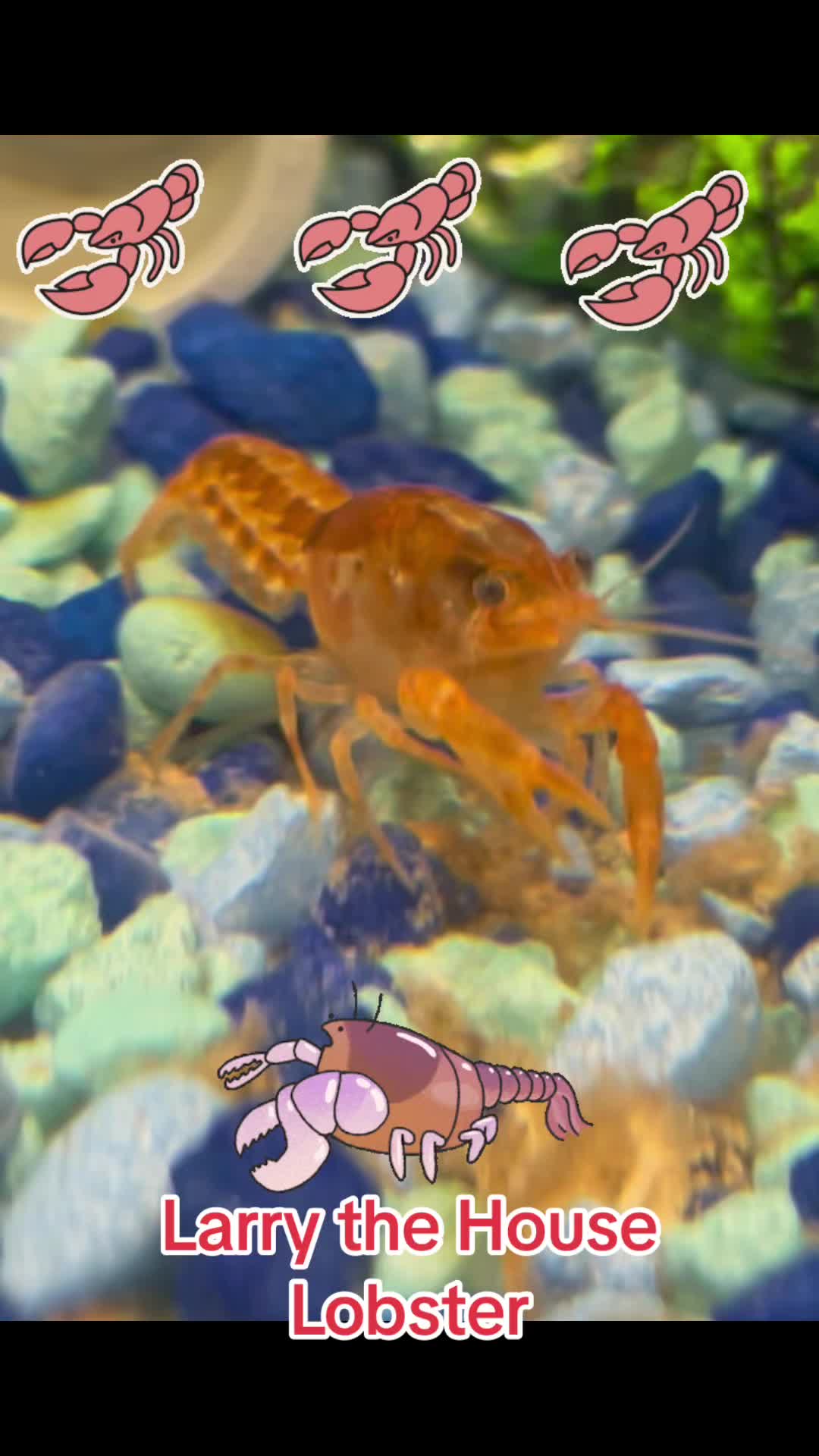 @Larry the House Lobster