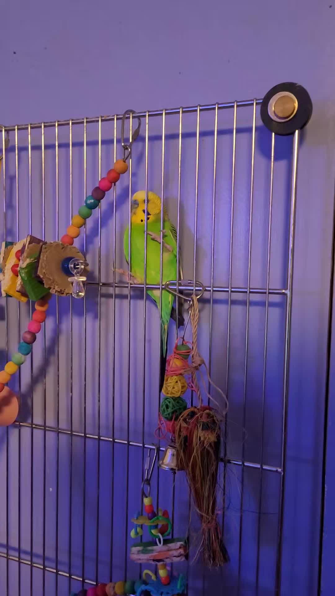 @My Budgie, My Budgie, And Me