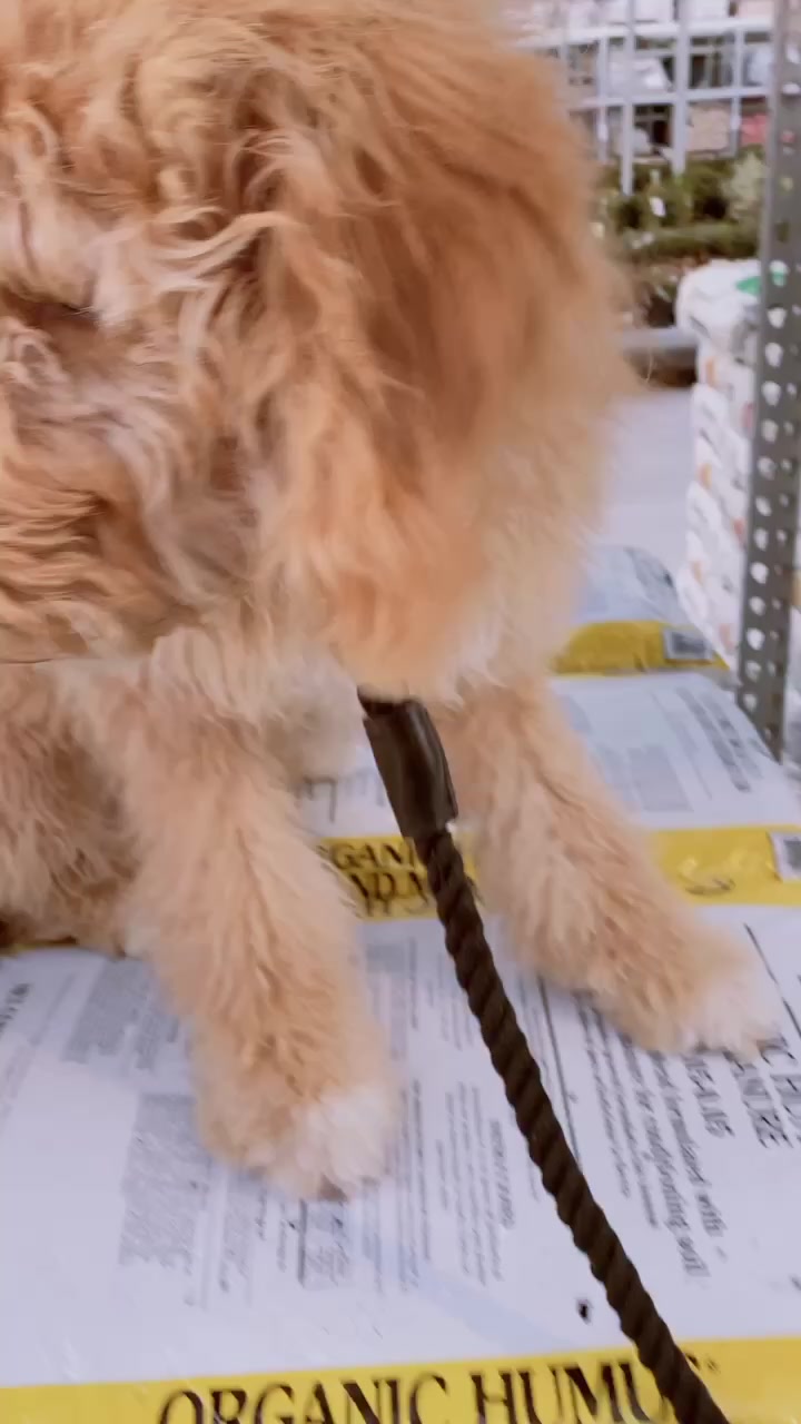 @Koba’s Four Paws Institute