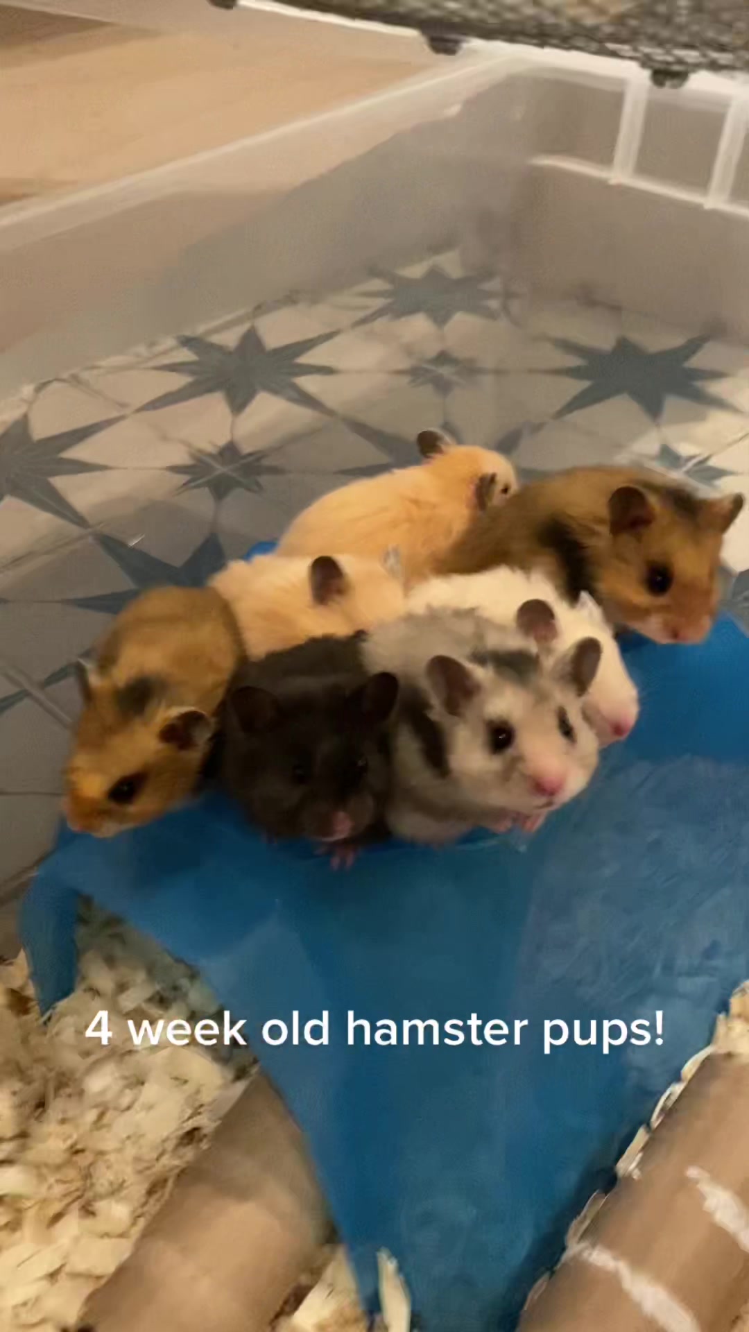 @Poppy Bee Hamstery