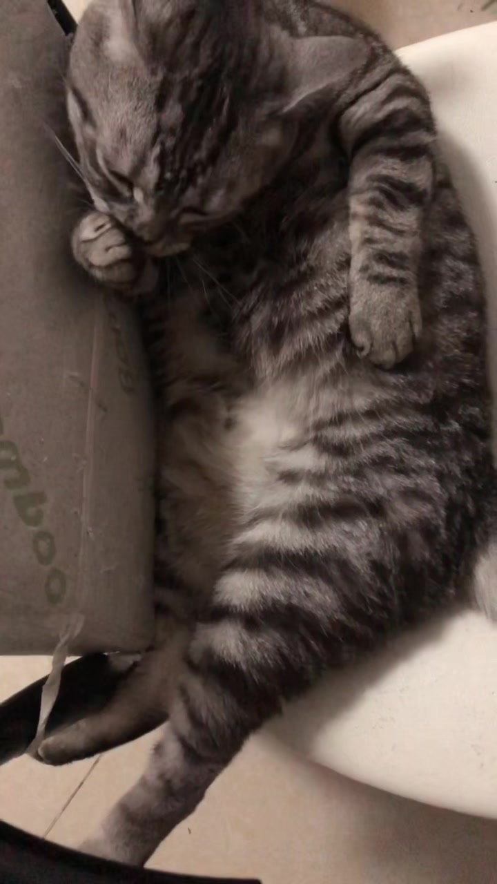 @Ice-creamy cat