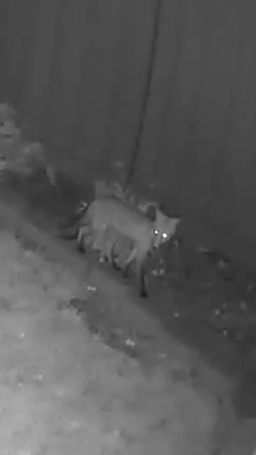 @F🦊XSEE👀Footage🎞️