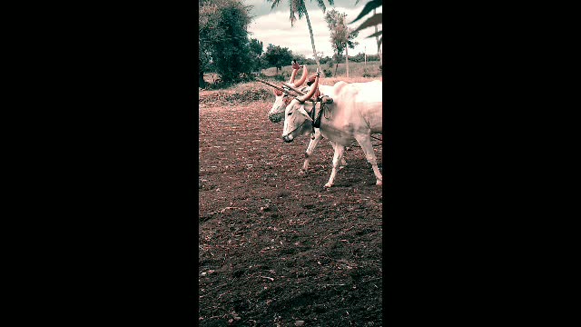 @UK Bagalakota Muttu