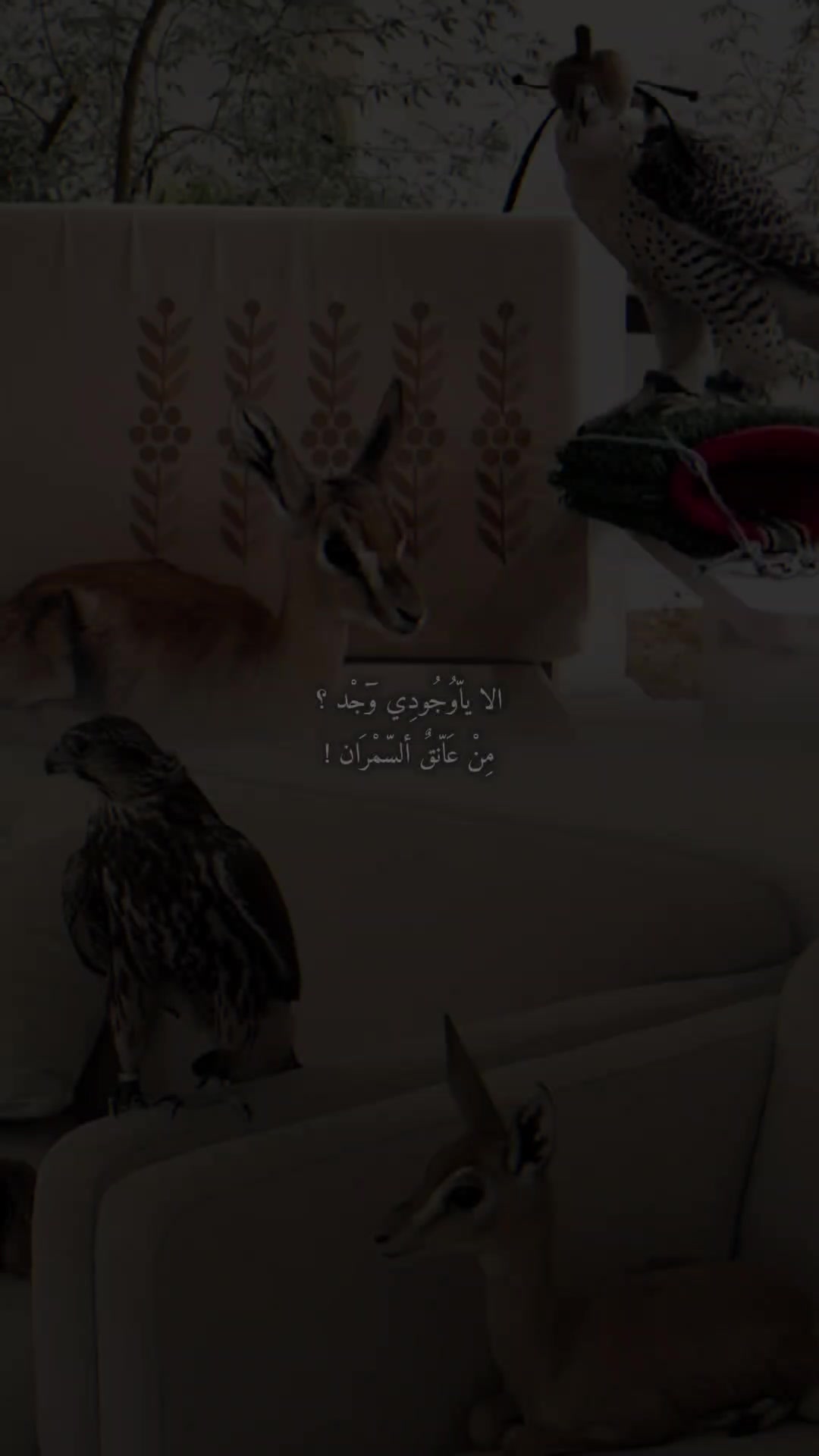 @𓆩𓅃↝𝓣  𓆪