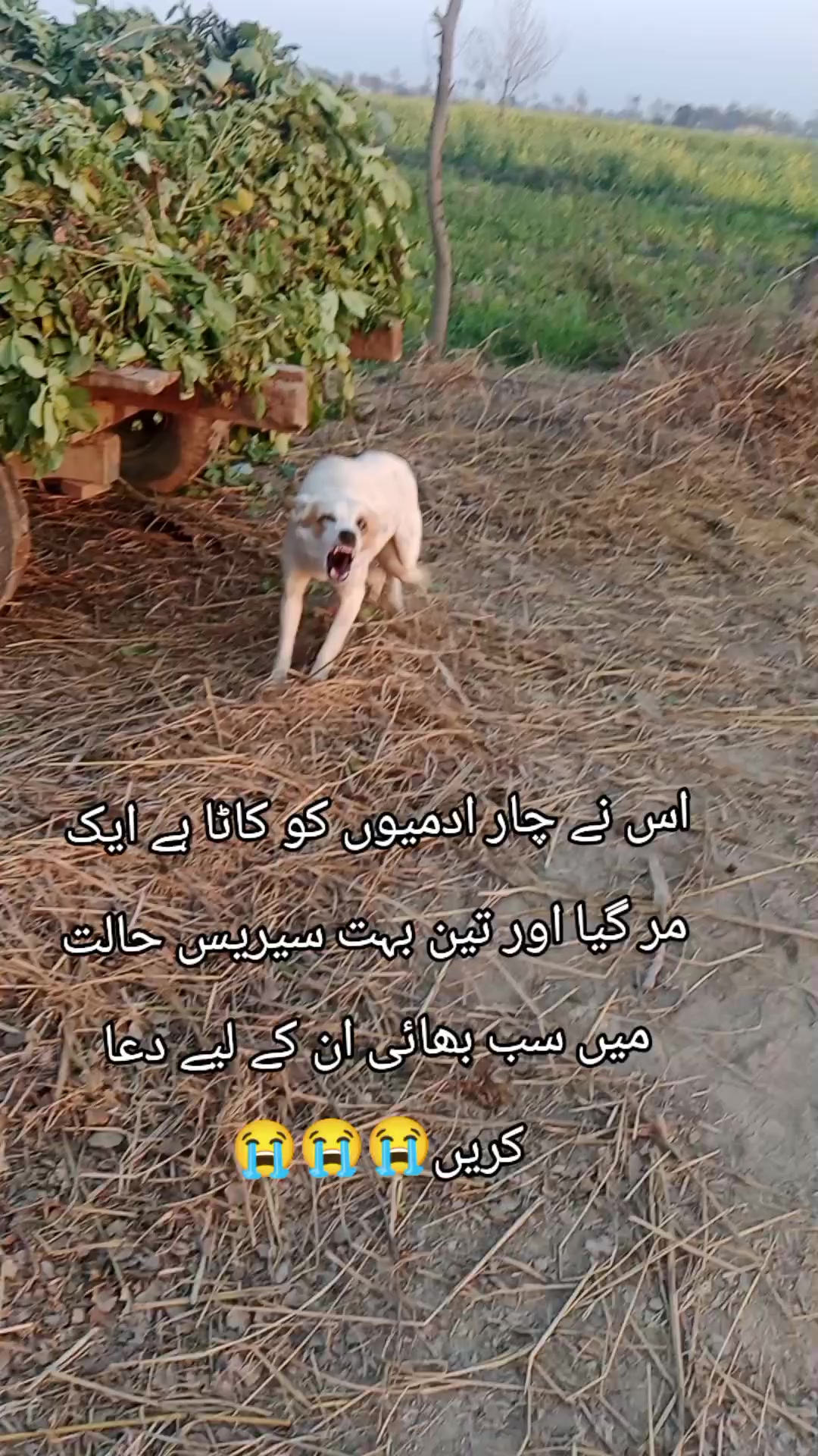 @Ray 🐅. amran 222🇵🇰🥷🐅❤️💯