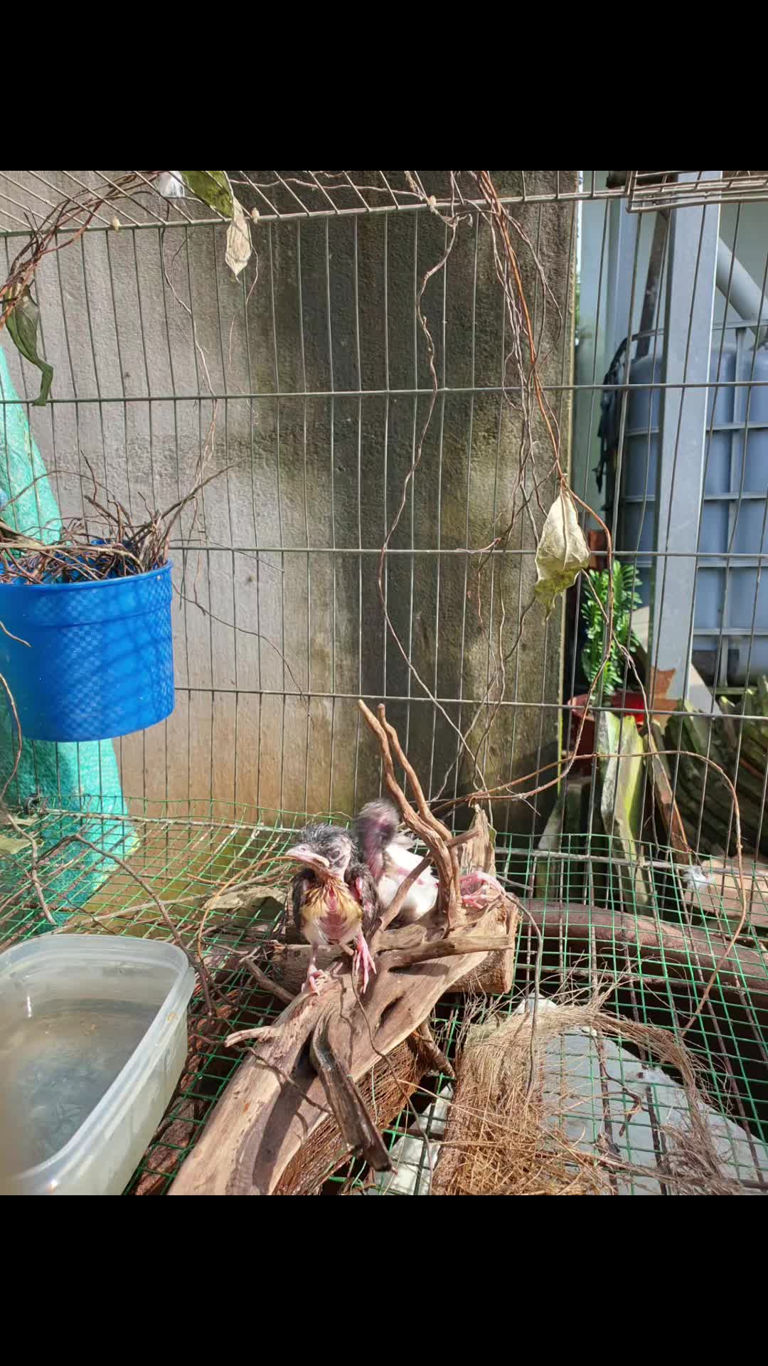 @cu g&aacute;y miền nam