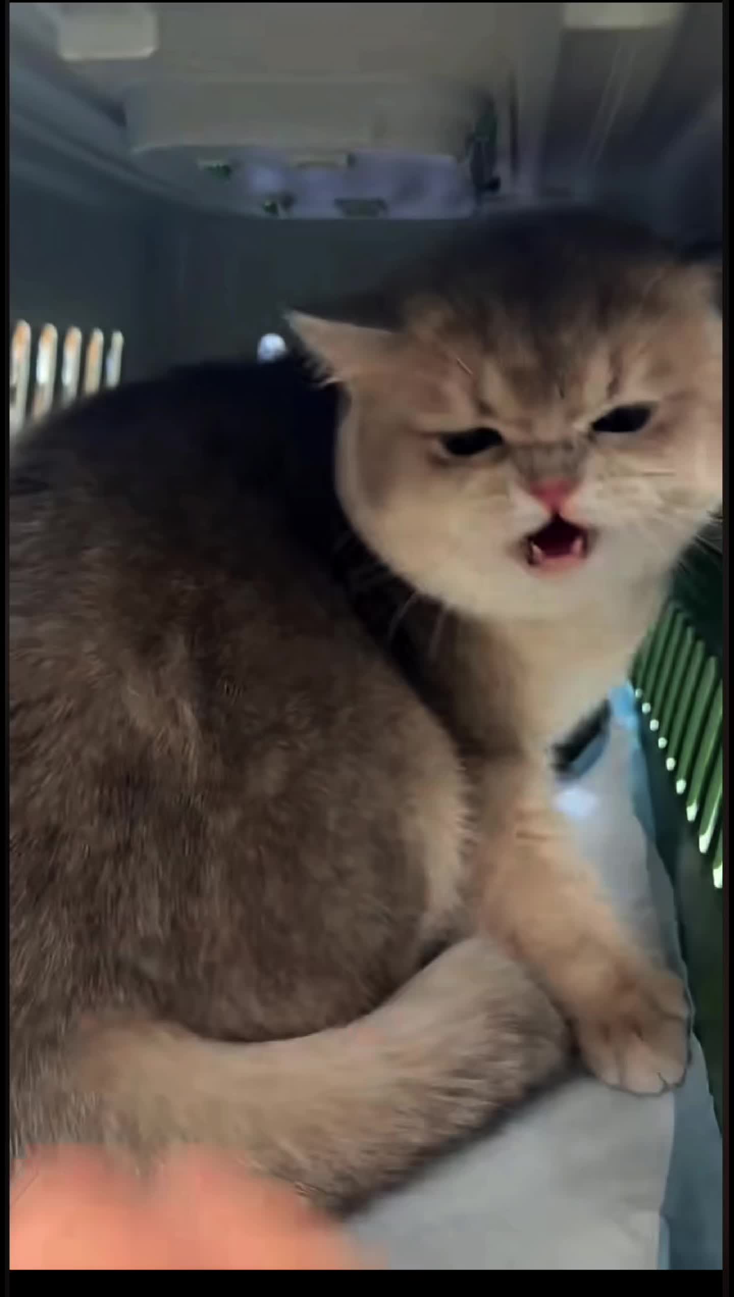 @The Furry Funny