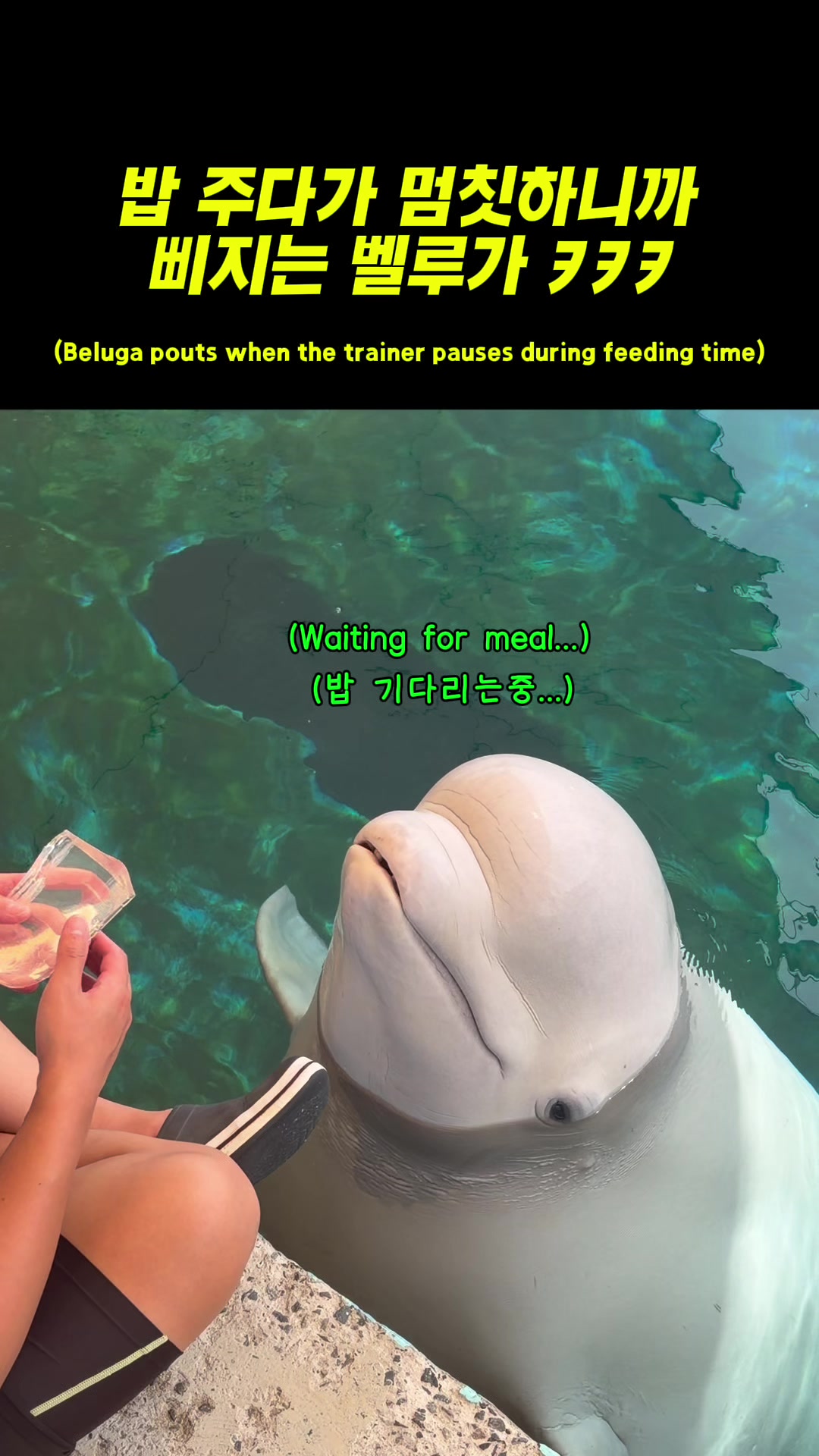 @DolphinTok