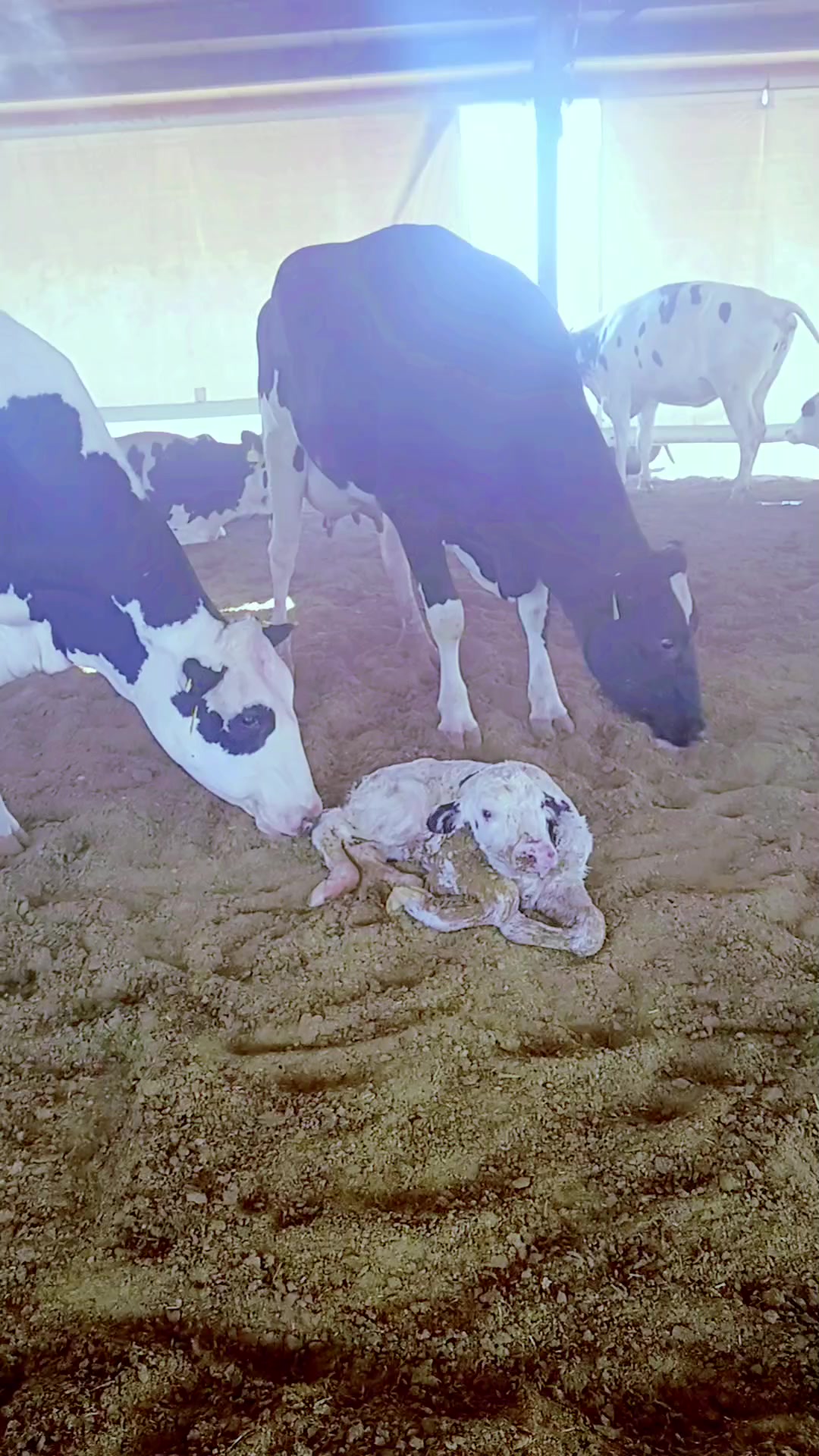 @Cows Farm