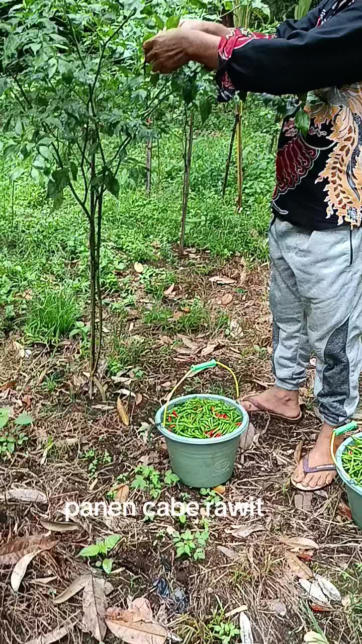@Syafrizal , tanjuang